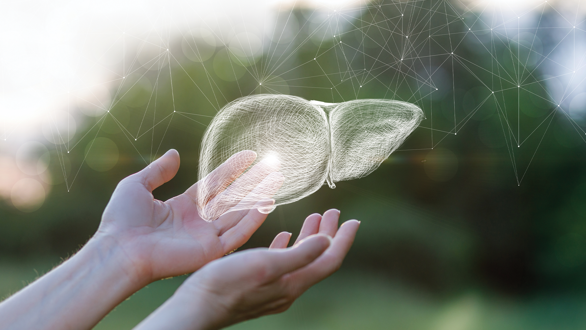 Effect of Propolis on Oxidative Stress and Histomorphology