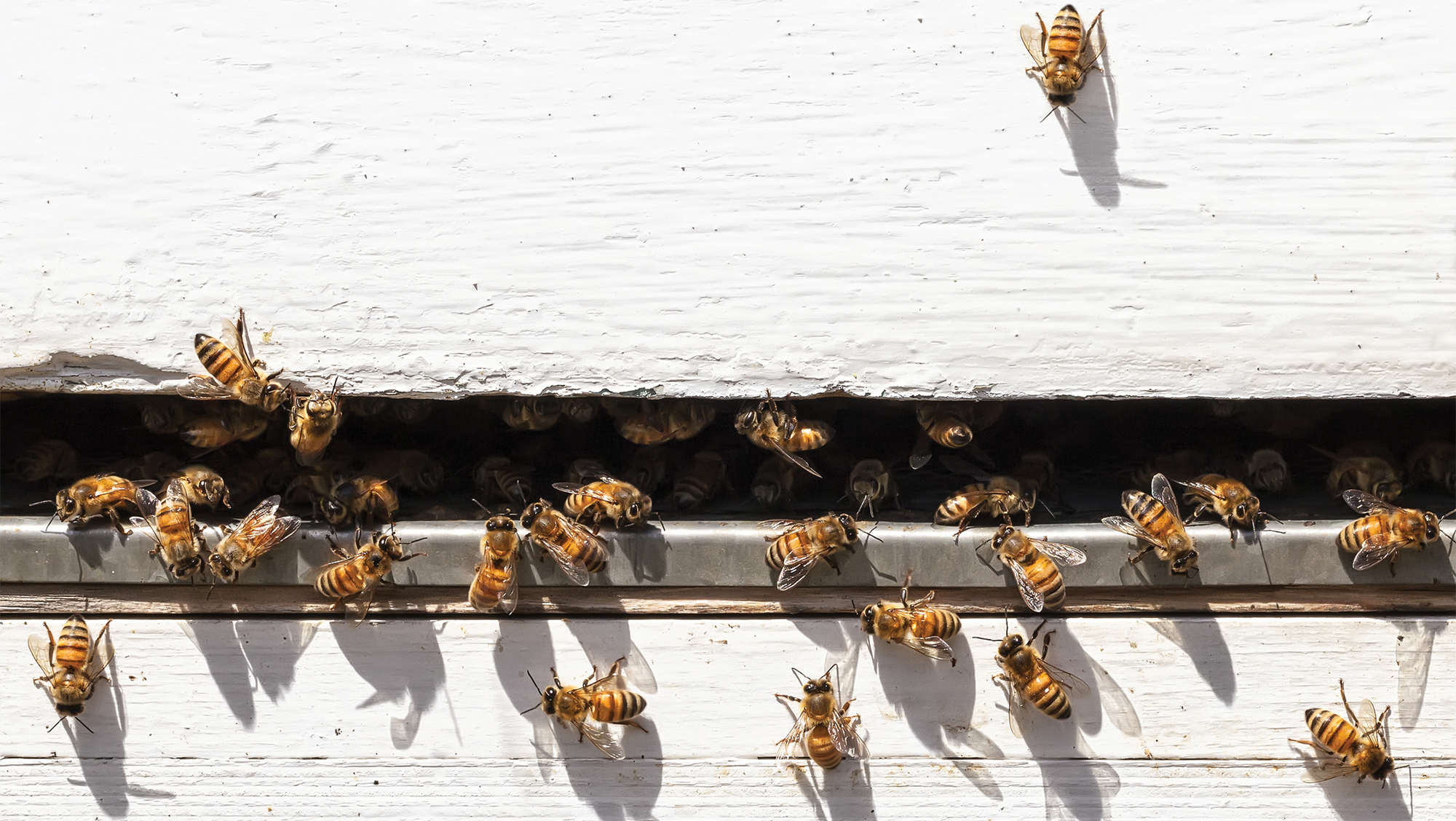 Determination and comparison of apitherapeutic value of Turkish and Chinese bee venom through chemical content analysis