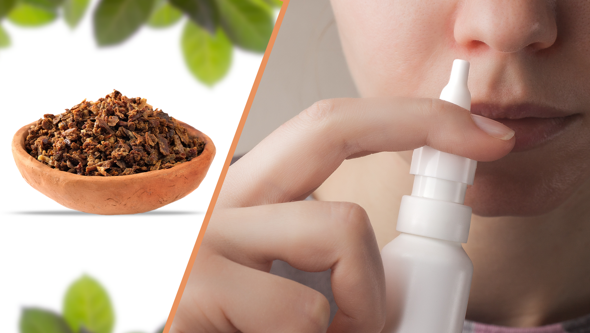 Efficacy and Toxicity of Anatolian Propolis on Healthy Nasal Epithelial Cells